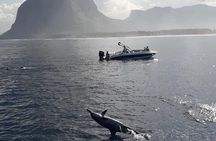 Dolphin, Crytal rock & Ile Aux Benetiers - Fullday Tours