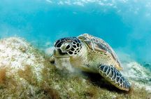 Snorkel Boat Trip with Dugong and Turtles from Marsa Alam