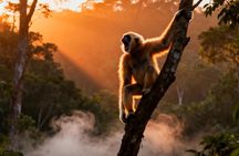 2-Day Hoolock Gibbons Wildlife Tour from Guwahati