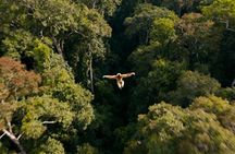 2-Day Hoolock Gibbons Wildlife Tour from Guwahati