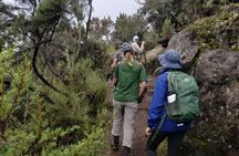 Kilimanjaro Day Trip Hiking; Unforgettable experience