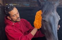 NEW: Guided Horse Connection and Grooming Experience Essaouira