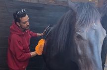NEW: Guided Horse Connection and Grooming Experience Essaouira