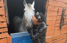 NEW: Guided Horse Connection and Grooming Experience Essaouira