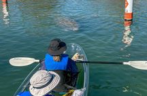 Crystal River Florida: Clear Kayak Guided Manatee Eco-Tour