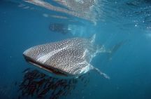 Swim with the giant of the sea The whale shark