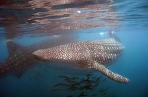 Swim with the giant of the sea The whale shark