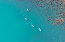 Whenuakura Island Kayak Adventure Guided Tour