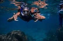 Wailea Wildlife Tour with Snorkeling + Photos Included