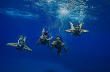 Wailea Wildlife Tour with Snorkeling + Photos Included