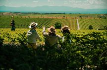 Thessaloniki Wine Journey to an Iconic Winery (Cruise Friendly)