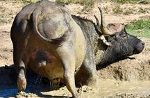 Addo Elephant park fullday of wildlife encounters & BBQ lunch