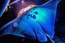 Kona Manta Ray Snorkel Tour Guarantee Sighting in Keauhou Harbor