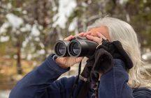 Yellowstone Full Day Private Tour & Hike - from Inside the Park