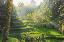 Experience ATV Ride and Ubud Nature