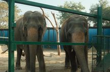Delhi : Sunrise Taj Mahal & Elephant conservation - All Inclusive