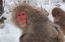 Snow Monkey Park & Zenkoji Private Tour (Customizable)