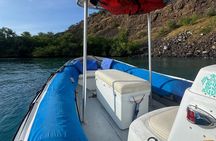 Whale Watching in Kona