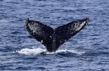 Whale Watching in Kona