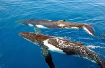 Whale Watching in Kona