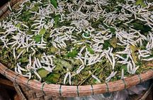 Hoi An Old Town Tour Explore the Ruins of Hoi An's Trading Port