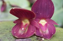 Private tour Continental divide nature hike