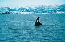 3.5-Hour Arctic Magic with Fjord and Whale Watching Adventure 