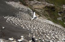The Ultimate Muriwai Gannet Colony Experience Private Tour