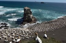 The Ultimate Muriwai Gannet Colony Experience Private Tour
