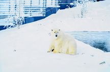 Rovaniemi: Ranua Arctic Wildlife Zoo Park Tour & Hot BBQ lunch 