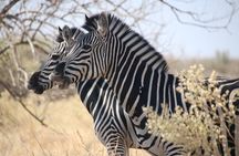 7 Day Safari Victoria Falls, Hwange and Chobe Adventure