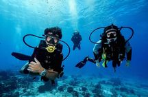 Cozumel Reef Suba Diving Adventure for Certified Divers