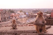 Jaipur: Private Evening Tour with Monkey Temple & Local Market