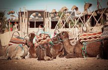 Marrakech: Agafay Desert Quad Biking & Camel RIDE & Dinner & Show