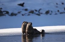 PRIVATE Yellowstone Winter SAFARI and Wolf Watching