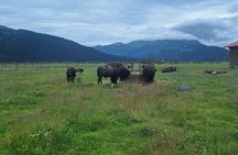 Full-Day Tour in Turnagain 