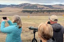 PRIVATE Yellowstone Winter SAFARI and Wolf Watching