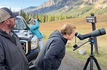 PRIVATE Yellowstone Winter SAFARI and Wolf Watching