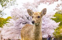 Nara Cherry Blossom Highlights Spring Special Day Tour from Osaka