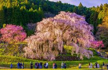 Nara Cherry Blossom Highlights Spring Special Day Tour from Osaka