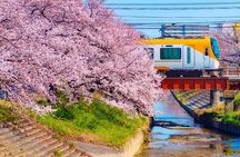 Nara Cherry Blossom Highlights Spring Special Day Tour from Osaka