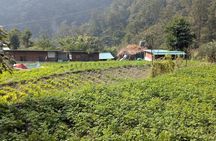 Rishikesh: Jungle Trek to Gujjar Village along the Valley River