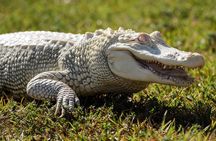 Everglades Airboat Adventure with Roundtrip Bayside Transfer