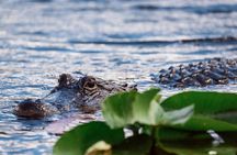 Everglades Airboat Adventure with Roundtrip Bayside Transfer