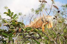 Everglades Airboat Adventure with Roundtrip Bayside Transfer