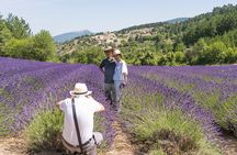 Provence Lavender Full Day Tour from Avignon