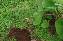 Reforestation Hike & Tree Planting XP