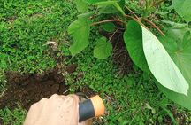 Reforestation Hike & Tree Planting XP