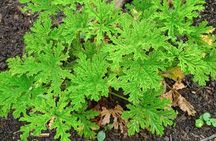 Medicinal plant class Tour & Tea Making Class