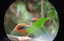 Medicinal plant class Tour & Tea Making Class